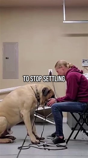 We are now running a New Year's Sale for 50% off on ALL certification programs, our subscription page, and premium online courses until January 9th. USE CODE: RESOLUTION2026 www.institute.methodk9.com What you will get when enrolled in the Method K9 institute Certification Program: • Online and in-person options • Learn at your own pace • Flexible payment plans • Training gear swag shipped to you • Monthly live coaching for your entire career • Business coaching to launch & grow your success • P