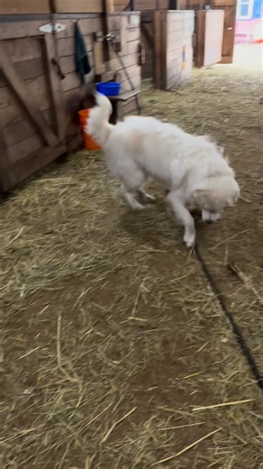 44K views · 4.2K reactions | Oliver is such a fun character in the Farm. I know they don’t stay lambs forever, so I truly enjoy every moment of this toddler life of a lamb | Our Farmacy | Facebook