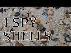 Virtual Seashell Hunting In Gulf Shores Alabama