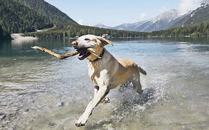 How to Tell if Your Dog Isn't Getting Enough Exercise: 10 Signs