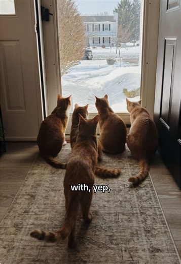 Experience the Convenience of the Litter-Robot for Cats