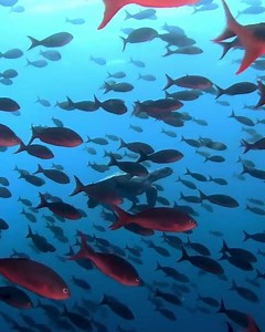 75 reactions · 15 shares | Did you know the earliest known turtle fossils are about 220 million years old? Sea turtles evolved roughly 120 million years ago. Anatomically they’re nearly identical to modern turtles.  Kenzo Kiren https://www.instagram.com/kenzokiren | Diving Specials | Facebook