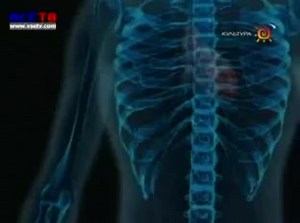 Печень (строение, функции, болезни) и желчный пузырь