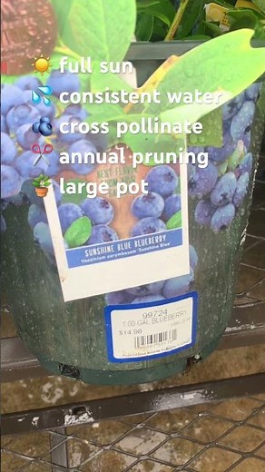 How to Grow Blueberries Even if You Have a Tiny Yard