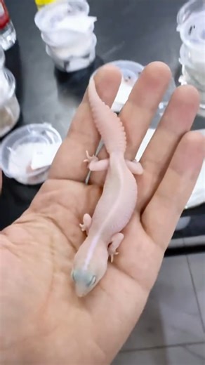 Inside a Gecko Breeding Farm: How Baby Geckos Are Housed in Plastic Containers! 👀