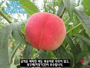 딱딱한 신품종복숭아. 금적복숭아 묘목분양