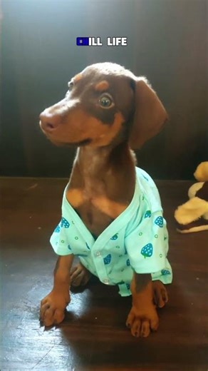 Normal Life to Chill Life |#Doberman #DobermanPuppy #AmericanDoberman #DobermanPinscher #puppy #love