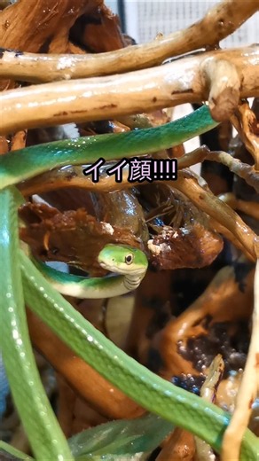 昆虫食だから飼いやすい!?いやいや、ヘビのなかでも飼育難易度最高クラスです！とりあえず2ヶ月は無事に店頭でストックできています♪#ラフグリーンスネーク #opheodrysaestivus