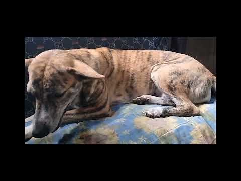 Nexgard Spectra Review and Tipid Tips