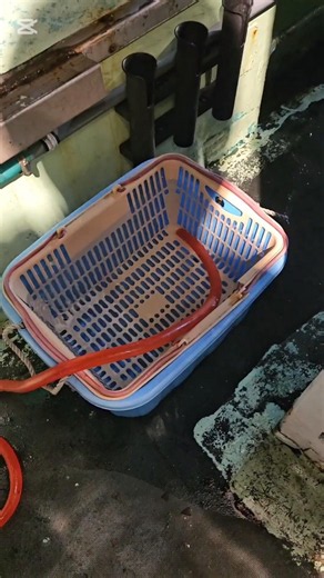 7月4日、11日、12日、イカ釣り、北海道余市町、遊漁船さち丸、日程表はブログで見れます、ブログ検索は「余市さち丸」で検索