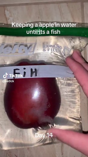 Day 14#sciencefun #viralchallenge #pleasedontflop #appleexperiment #appleinwater