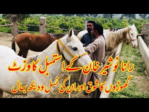 Rana Nosher Khan’s Horse Stable Tour | Passion for Horses & Premium Breeds 🐎