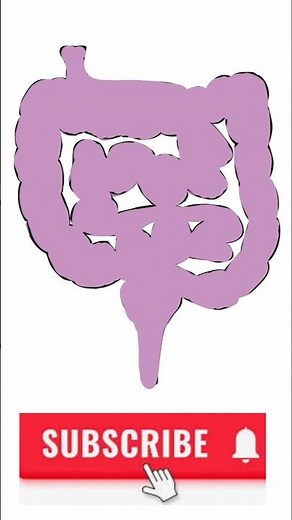 digestive system drawing | how to draw a digestive system step by step