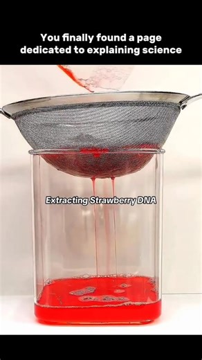 scienceinvite on Instagram: "Extracting Strawberry DNA: Seeing Life’s Code with Your Own Eyes 🍓🔬 Strawberries aren’t just sweet — they’re packed with extra DNA. When you break the cells open using salt, soap, and cold alcohol, the genetic code begins to rise like soft white threads. What you’re seeing is real DNA — the molecular blueprint that builds every part of the strawberry. Normally invisible, but revealed through a simple chemical process that separates it from proteins and cell membran