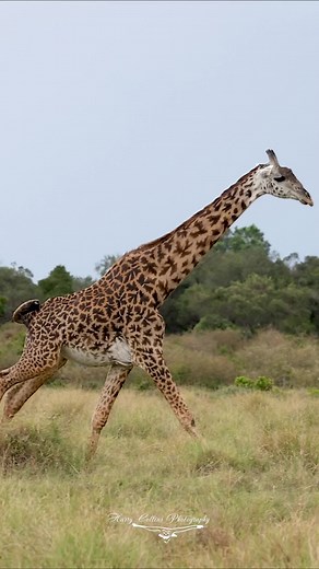 Harry Collins on TikTok