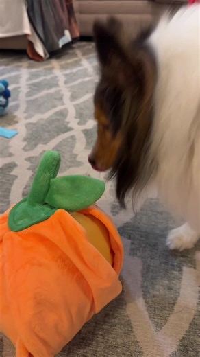 Finley loves his orange. And your pup too. You can hide treats in and give your pup a fun time trying to find these treats thanks too @Nocciolatoys #enrichment #dogenrichment #dogtreats #enrichmenttoys #dogessential