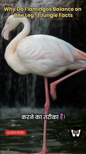 Why Do Flamingos Stand on ONE Leg? | Amazing Animal Facts
