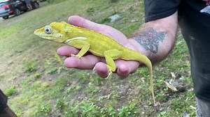 2.7K views · 320 reactions | The Cuban Knight Anoles get overlooked...