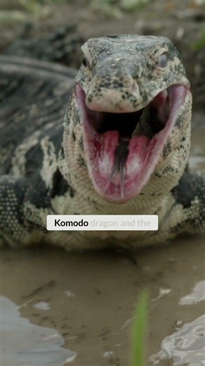 How Dragon Spit Inspired Modern GLP-1 Drugs