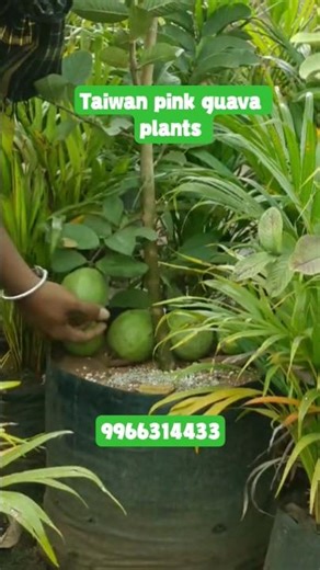 I Grew Taiwanese Pink Guava in My field