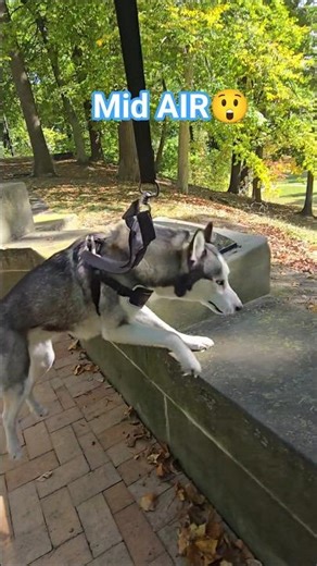 #huskies #dogs #siberianhusky #wolfdog #walkingthedog #dogsofinstagram #k9