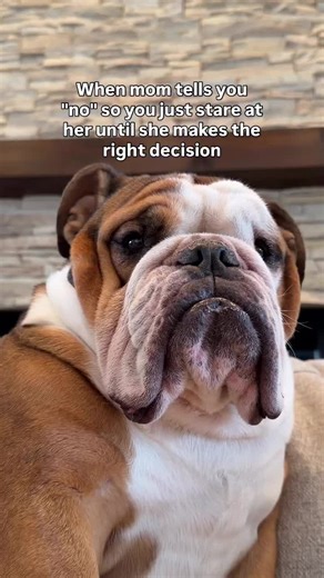 How to Say No to Your Bulldog