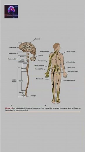¿Sabías que el (SNC) y el (SNP) trabajan juntos para controlar cada función de tu cuerpo? 🧠⚡