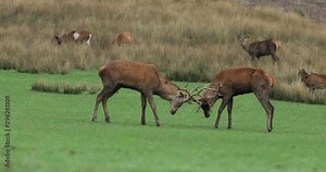 Red deer fighting in the forest during the rut