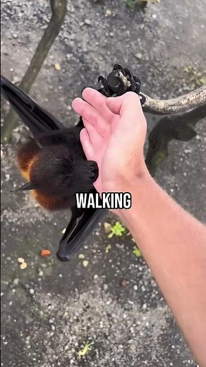 8 Fascinating Fun Facts About Animal!🙀 #AnimalFacts #Animals #WildLife #Nature #FunFacts #DidYouKnow