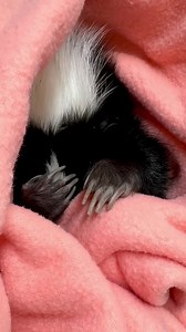 2.8M views · 13K reactions | Lily’s sleepy and not planning on getting up.  | Cincinnati Zoo & Botanical Garden | Facebook