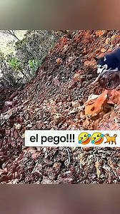 1.9M views · 10K reactions | Animal cute (101) #AnimalVideo #CuteAnimals #PetLove #Wildlife #FunnyAnimals #AnimalAdventures #FurryFriends | Profesora Argelia | Facebook