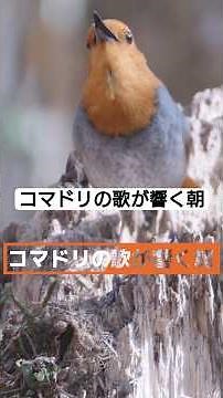 コマドリの歌が響く朝
