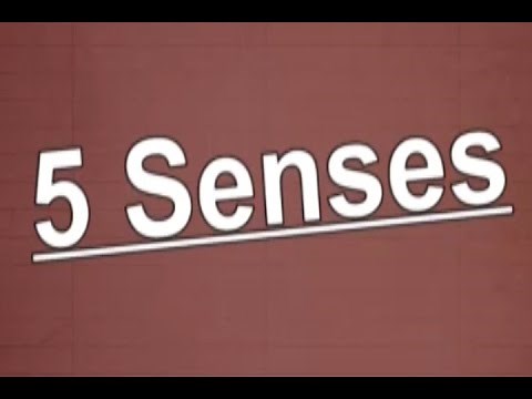 5 Senses Song | The 5 Senses | 5 Sense for Kids | Jack Hartmann