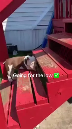 Understanding American Bully Breeds: A Comprehensive Guide