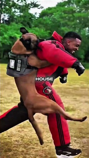 The Most Intense Working Dog on Earth?