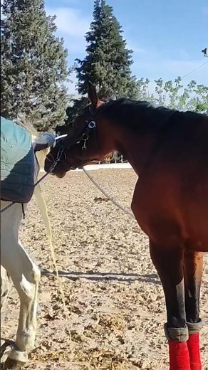 The First Signs of Horse Courtship 🐴❤️| Time allows 😱 but the body does not allow only taste #short