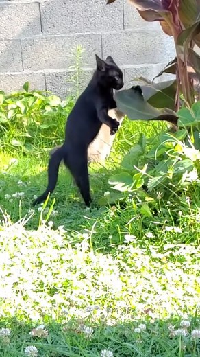 621K views · 22K reactions | I CAN'T CONTROL MYSELF 亮 . . . #cat #catsofinstagram #cats #blackcatsofinstagram #catstagram #アニマルエイド出身 #ペコねこ部 #nyancon01 #忍者猫 #catloversclub #longhaire #photooftheday #catsonamps #mainecoon #metalcats #blackcatsofig #gato #gatos #instacats #blackcats #caturday #cat_features #blackcatsrule #pet #housepanther #cute #kitten #gatopretodasorte #blackcatlove #fblifestyle | Confucius.ninja.kitten | Facebook