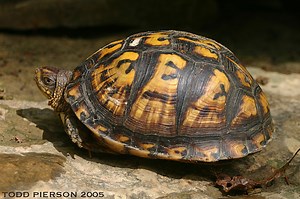 Eastern Box Turtle