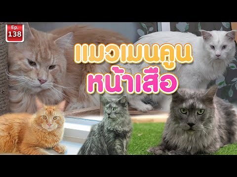 Maine Coon แมวเมนคูน หน้าเสือ - เพื่อนรักสัตว์เอ๊ย EP.138