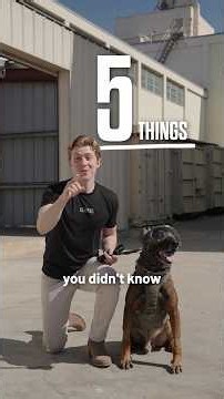 Five Facts About Military K9s