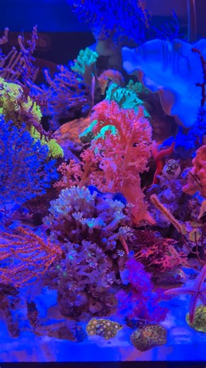 Red Sea I Easier Reefkeeping on Instagram: "Take a look at these two breathtaking Red Sea MAX NANO G2 XL aquariums showcased by @diebo.aquarium at the show in the Netherlands. Inside you’ll find incredibly rare fish, seahorses, and stunning corals in outstanding condition. #poweredbyredsea #growingwithredsea"