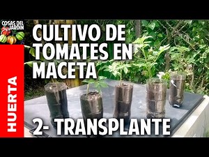 Cultivo de Tomate Parte 2 - Primer transplante @cosasdeljardin
