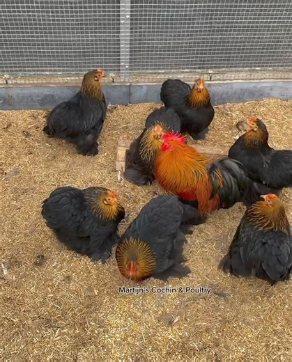 Gold-Birchen..😍 | Martijn’s Cochin & Poultry