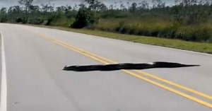 Photographer Stumbles Upon 15 Foot Python Crossing the Road in Florida