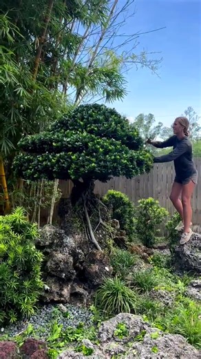 japanzabonsai pe TikTok