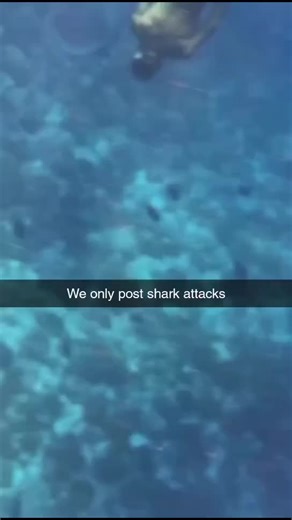 postingsharkattacks on TikTok