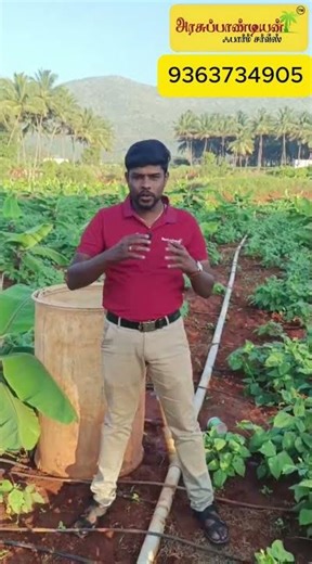 Banana Crop Protection Tips | Winter Farming #bananafarming #winterfarming #DecemberFarming