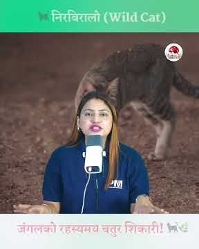 🐈‍⬛ निरबिरालो (Wild Cat) ll निरबिरालो: जंगलको रहस्यमय चतुर शिकारी! 🐈‍⬛🌿 #viral