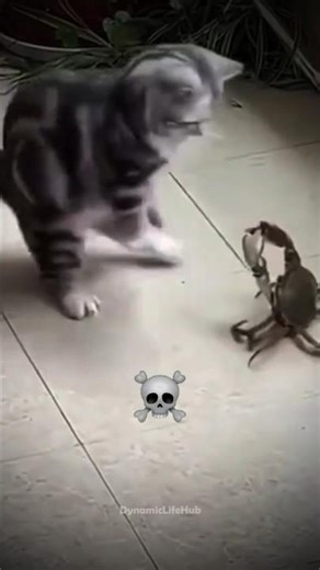 Cat Reflex in 0.1 Seconds 😱🐾 #trollfaceedit #troll #edit