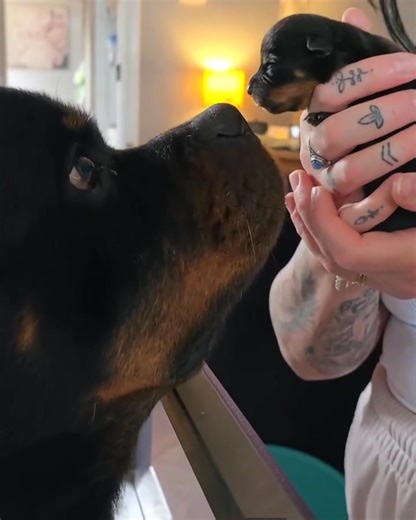 *🐶🏡💖 Rescue Rottweiler Puppies Looking for Loving Homes! 💖🏠🐶* These sweet, playful, and protective *Rottweiler puppies* have been rescued and are now ready for adoption or rehoming. They deserve a second chance — a safe home, a warm bed, and someone to love them. If you're ready for a loyal companion, adopt a Rottie pup today! *#RescueRottweilerPuppies #AdoptARottie #RottweilerPuppyLove #PuppyAdoption #RottieRescue #RehomeAPuppy #AdoptDontShop #ForeverHomeNeeded #RottweilerForAdoption #Pup